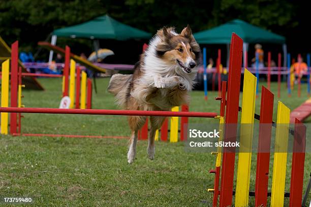 Rough Collie - zdjęcia stockowe i więcej obrazów Sztuczki zwierząt - Sztuczki zwierząt, Agility, Czynność