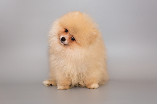 Golden Pomeranian puppy tilted its head in surprise, a photo on a gray background.
