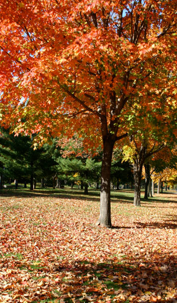 istock Autumn on Summit Avenue 173759581