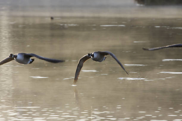 istock Dawn light and mist Canada geese Branta canadensis flying 173759588