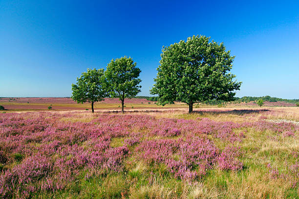 istock Pink Blossoming Heathland 173759605