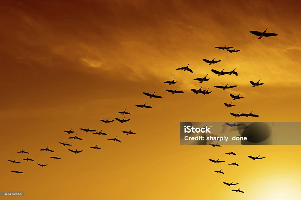 XXL migrating canada geese flock of migrating canada geese flying at sunset (XXL) Bird Stock Photo
