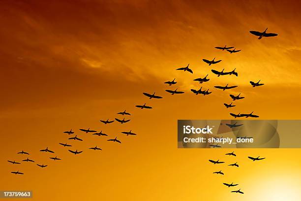 Xxl Migrating Canada Geese Stock Photo - Download Image Now - Bird, Flock Of Birds, Birds Flying in V-Formation