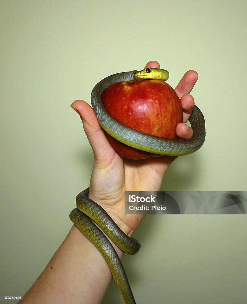 Serpiente enrollada alrededor del brazo de mano y manzana - Foto de stock de Eva - Personaje bíblico libre de derechos