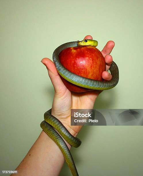 Serpiente Enrollada Alrededor Del Brazo De Mano Y Manzana Foto de stock y más banco de imágenes de Eva - Personaje bíblico