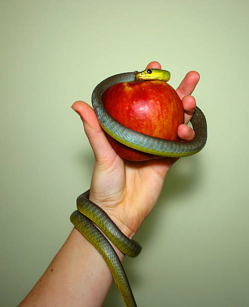 istock snake coiled around arm hand and apple 173759691