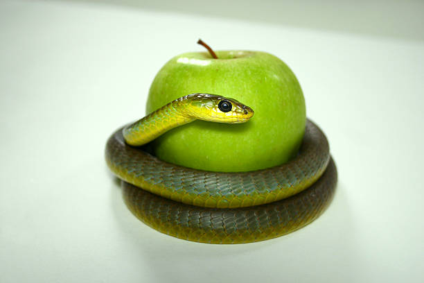 tree snake coiled around a green apple stock photo