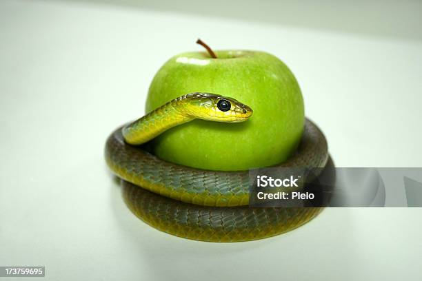 Foto de Cobra Da Árvore Em Espiral Em Torno De Uma Maçã Verde e mais fotos de stock de Cobra