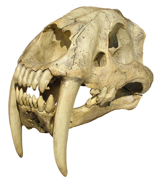 剣歯タイガースカル - animal teeth animal skull extinct animal bone ストックフォトと画像
