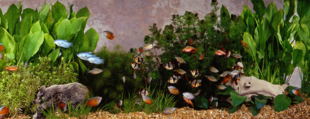 istock Tropical fish tank with rainbows and tiger barbs 173759820