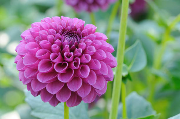 Chrysanthemum Petals Pink Pattern Ombre Flower Purple Floral Abstract Background Holographic Natural Texture Sunlight Defocused Soft Focus Extreme Close-Up Macro Photography for presentation, flyer, card, poster, brochure, banner