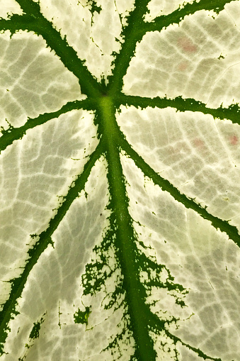 Close up of naturally colored green and white Caladium 'White Christmas' foliage background.