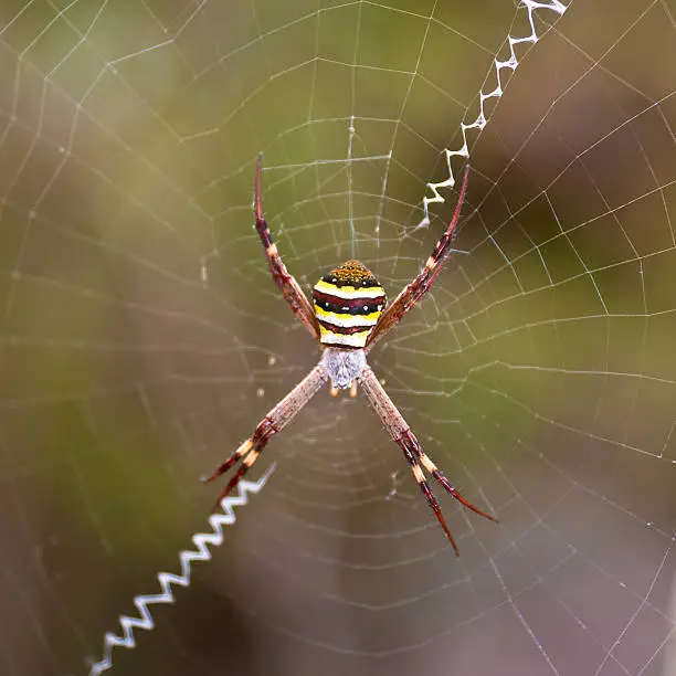 Andrew Cross Spider sitting in its web.