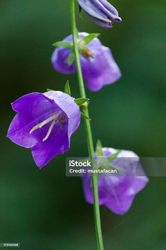 Flor selvagem Beatiful Violeta - Royalty-free Afiado Foto de stock