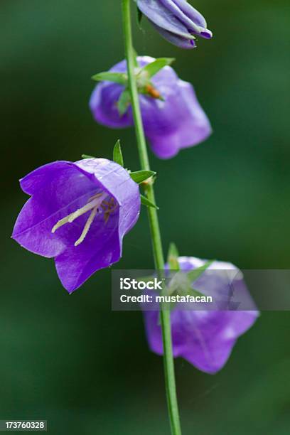 Flor Selvagem Beatiful Violeta - Fotografias de stock e mais imagens de Afiado - Afiado, Ao Ar Livre, Arrancar Ervas Daninhas