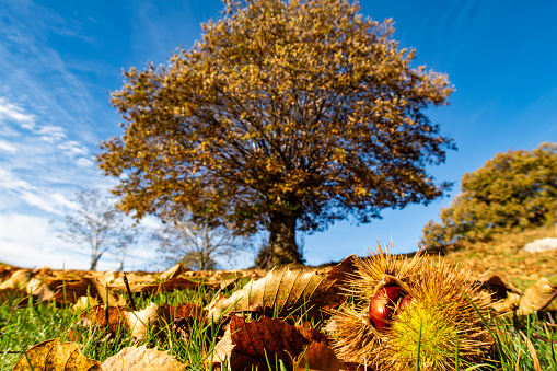 Chestnut close up with a chestnut tree in background in autumn