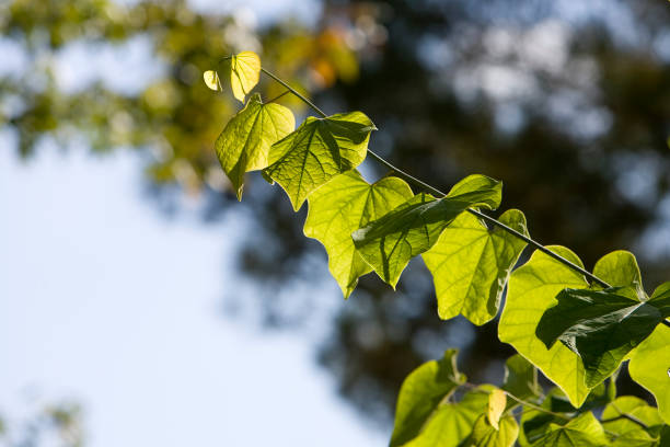 Large Leafs stock photo