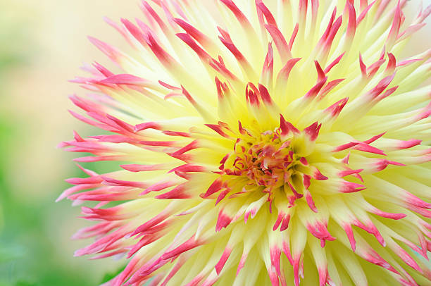 istock Beautiful Dahlia in Macro 173760795