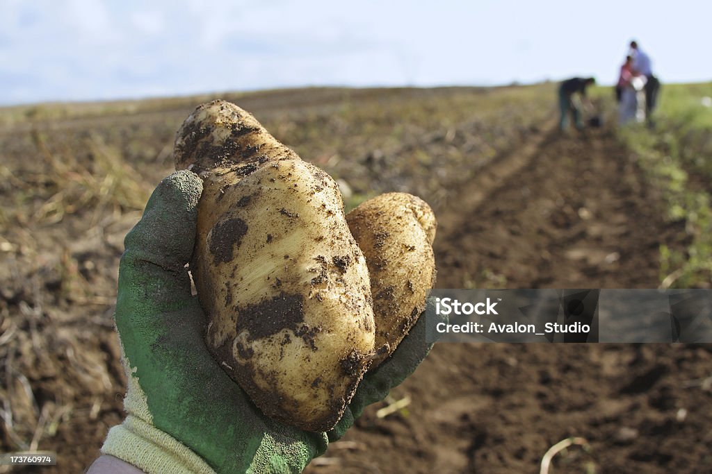 Batatas - Royalty-free Batata Crua Foto de stock