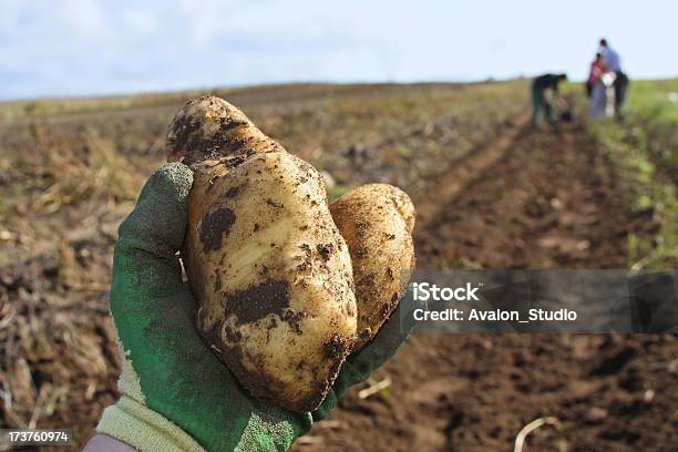 Batatas - Fotografias de stock e mais imagens de Batata Crua - Batata Crua, Quinta, Luva - Vestuário para Proteção