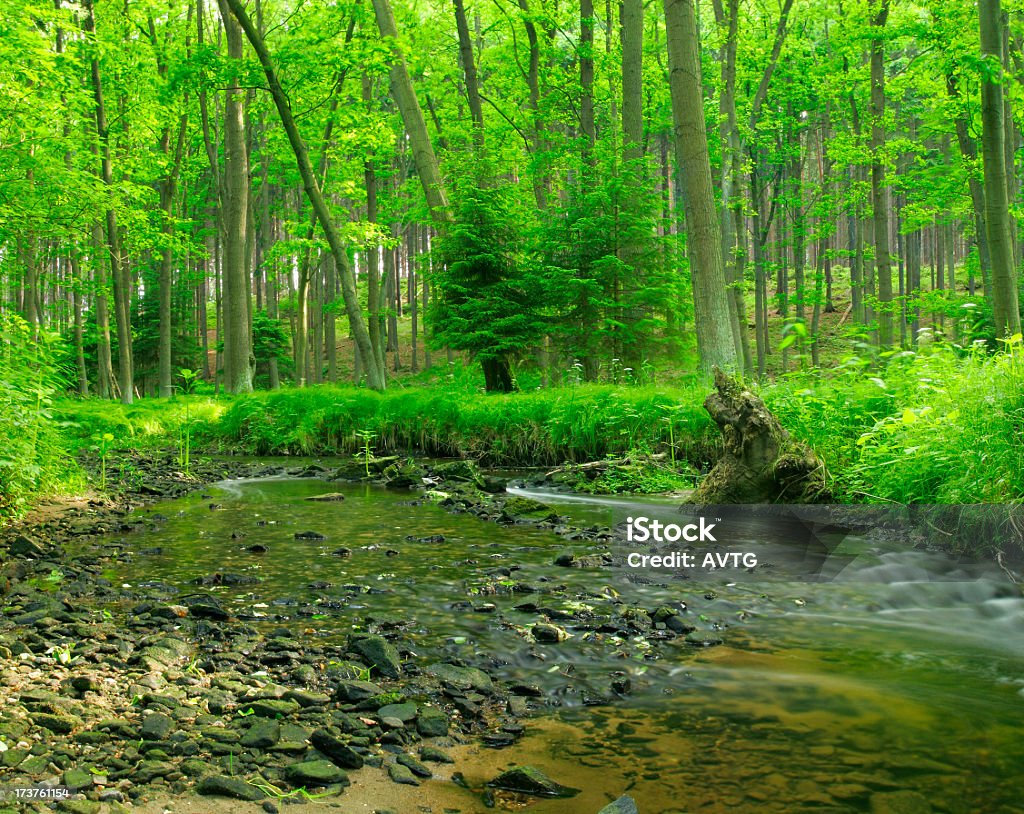 Chuchoter à l'oreille Stream - Photo de Arbre libre de droits