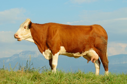 Cow profile