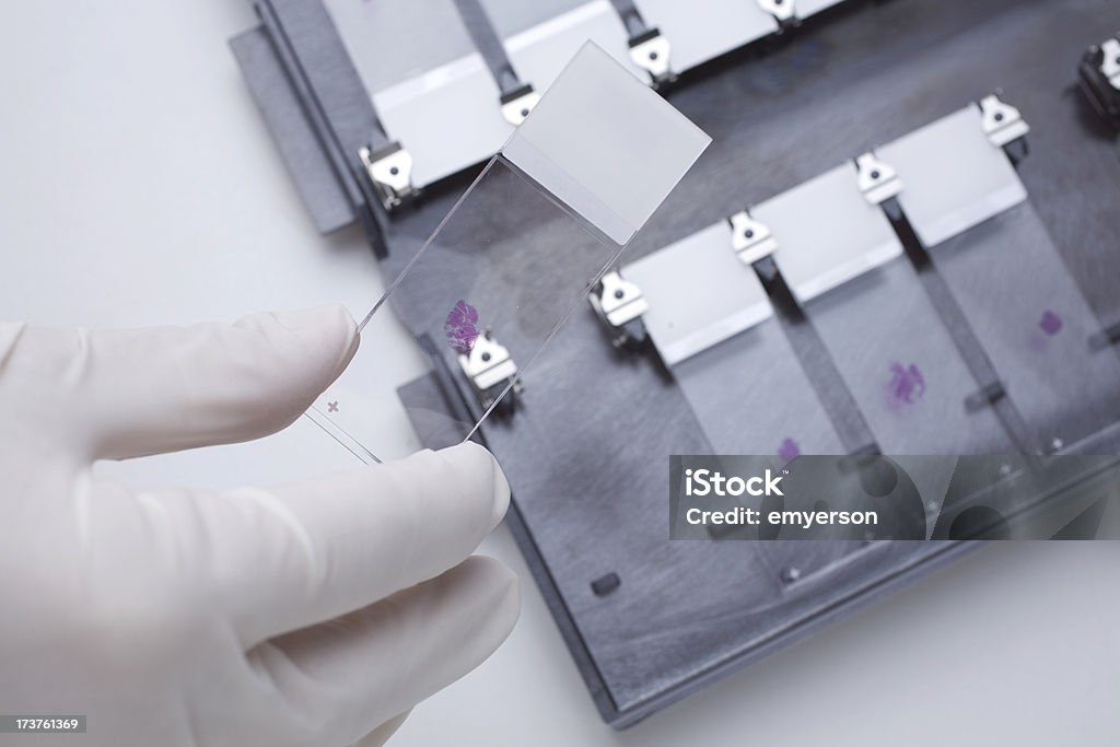 Histology A histology lab tech prepares a slide tray Microscope Slide Stock Photo