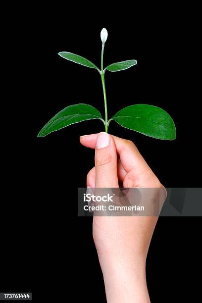 Crescimento Pessoal - Fotografias de stock e mais imagens de Fundo Preto - Fundo Preto, Planta nova, Agricultura