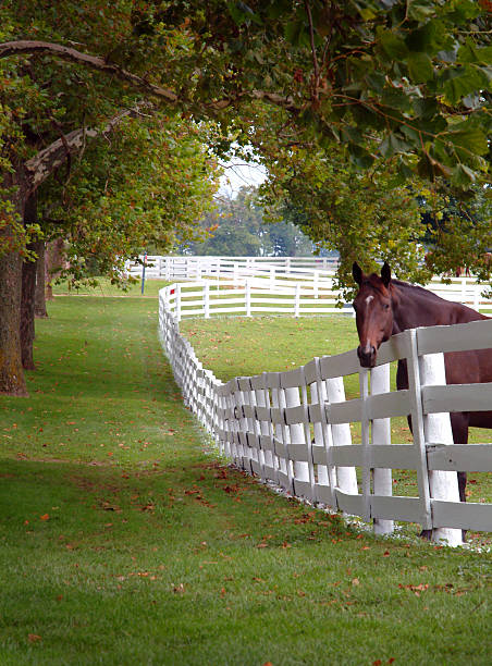 Blu Kentucky, vedo che - foto stock