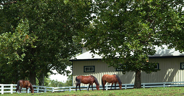 Grazing in the Field stock photo