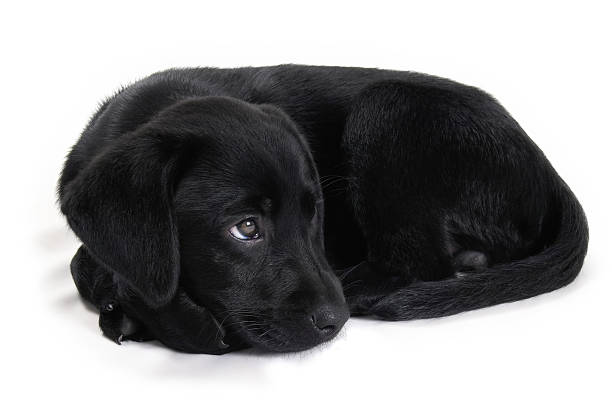 nero cucciolo di laboratorio - dog black labrador retriever animal nose foto e immagini stock