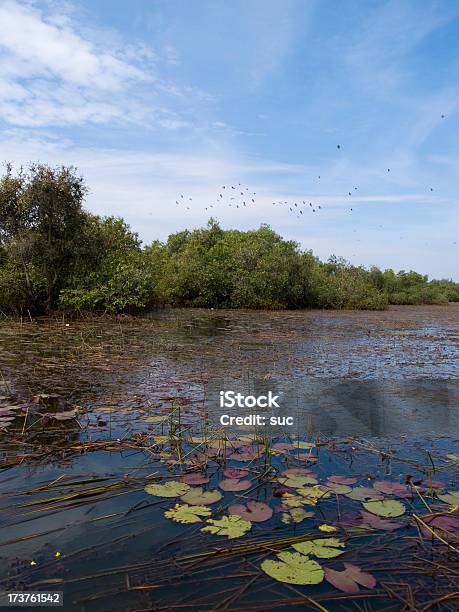 Unberührte Wetlands Stockfoto und mehr Bilder von Abenteuer - Abenteuer, Aquatisches Lebewesen, Asien