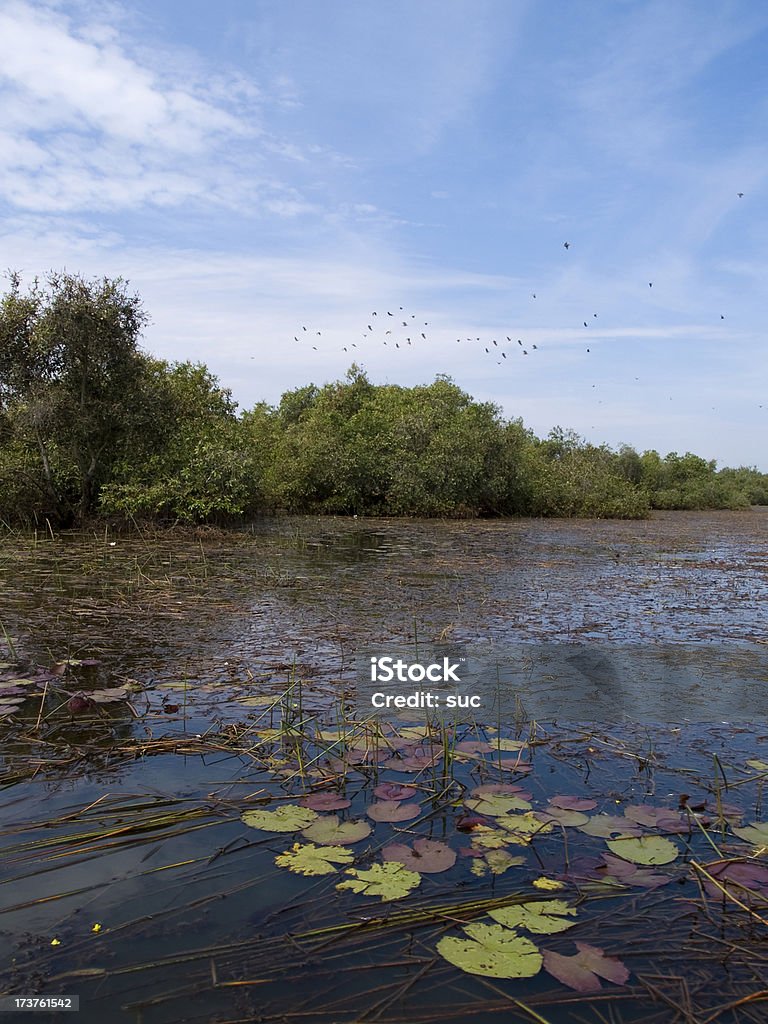 Девственно водно-болотных угодьях - Стоковые фото Азия роялти-фри