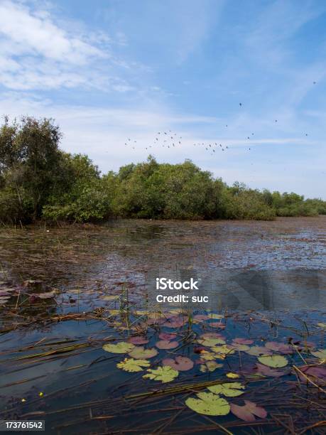 Девственно Водноболотных Угодьях — стоковые фотографии и другие картинки Азия - Азия, Без людей, Биология