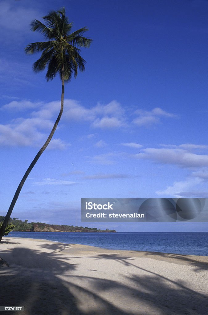 Plage des Caraïbes - Photo de Arbre libre de droits