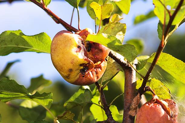 zgniłe jabłka - apple rotting fruit apple tree zdjęcia i obrazy z banku zdjęć