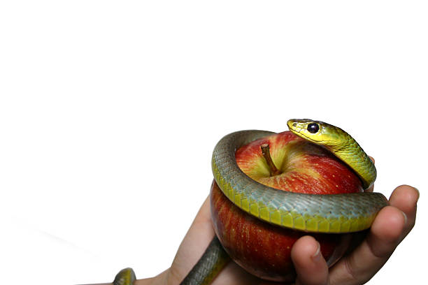 istock delicious apple hand and green snake (white background) 173761705