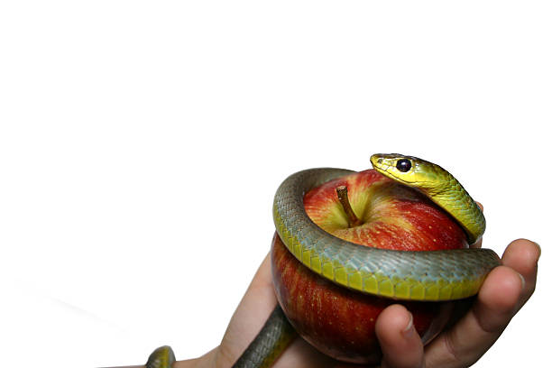 delicious apple hand and green snake (white background) stock photo