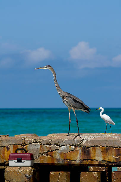 Airone azzurro maggiore e Egretta accanto a pranzo. - foto stock