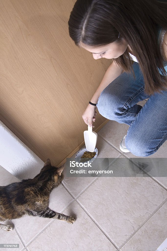 Foyer Corvée domestique-nourrir le chat - Photo de Chat domestique libre de droits