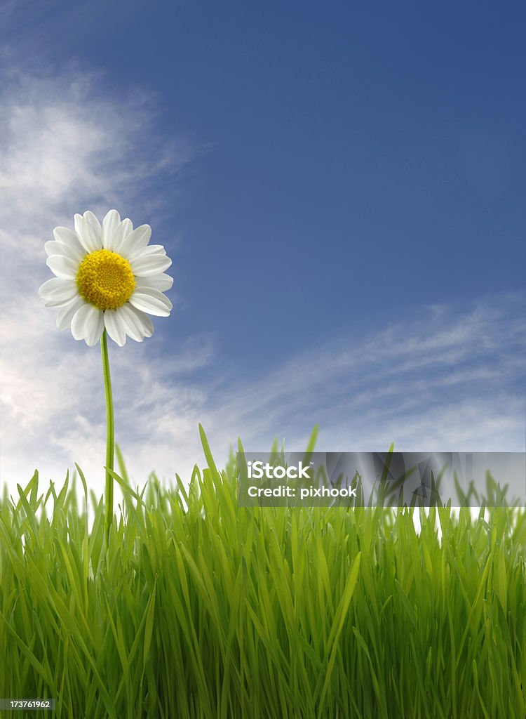 Standing Tall Single Daisy Standing in Tall Grass with Cloudy Blue Sky. Blade of Grass Stock Photo