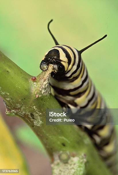Foto de Monarch Caterpillar Detalhe e mais fotos de stock de Animal - Animal, Antena - Parte do corpo animal, Asclépia