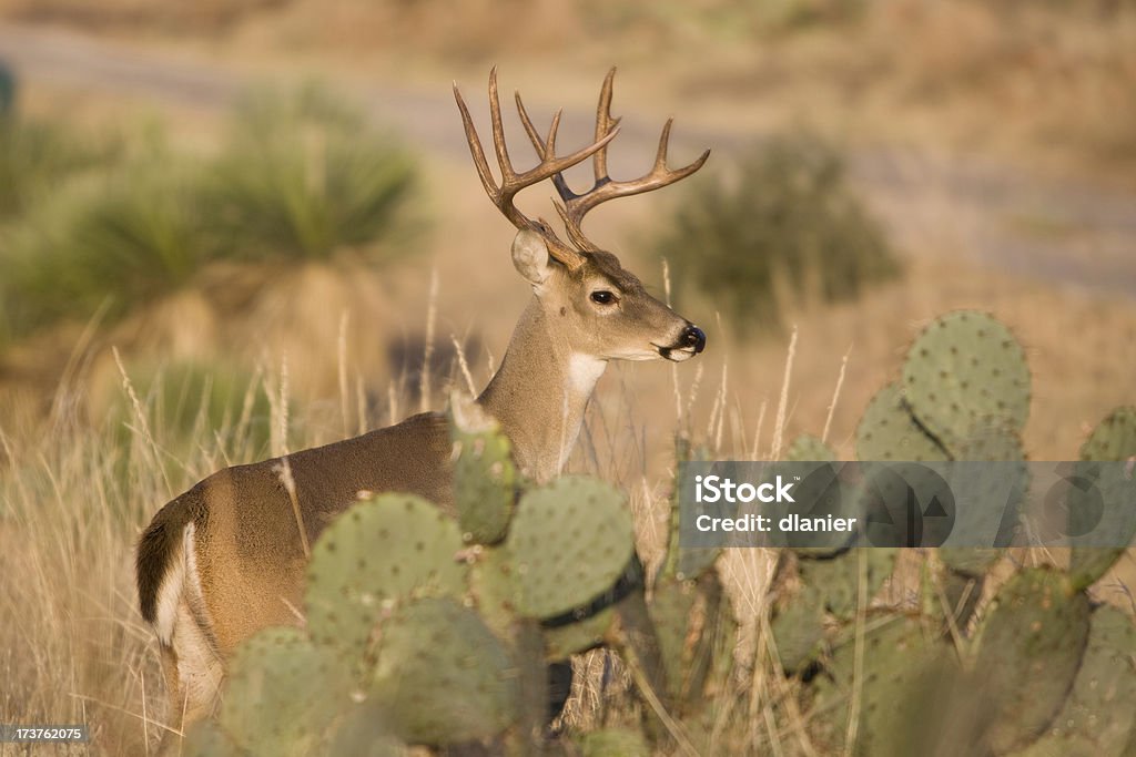 buck hiding behind cacti large whitetail deer hiding behind cacti plants Cactus Stock Photo