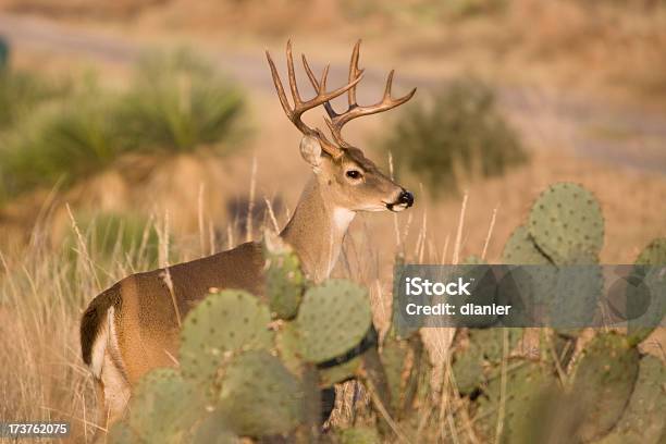 Buck Hiding Behind Cacti Stock Photo - Download Image Now - Cactus, Deer, Animal
