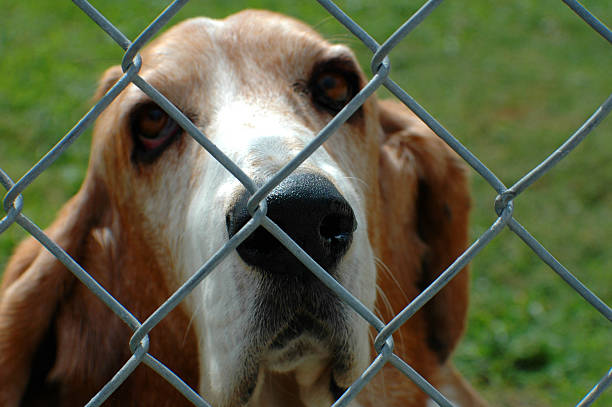 istock Dog Behind Fence 173762129