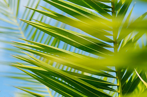 istock palm leaf close up, depth of field 173762335