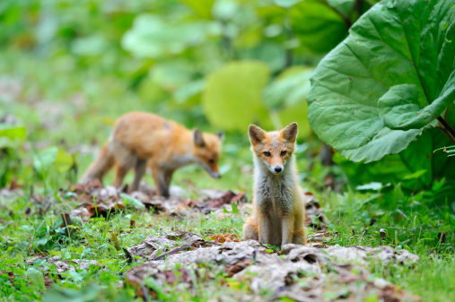 baby foxes in Hokkaido, Japan