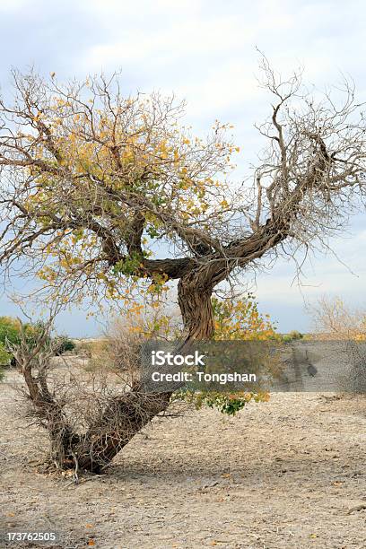 Photo libre de droit de Diversiform Peuplier À Feuilles banque d'images et plus d'images libres de droit de Arbre - Arbre, Aride, Asie