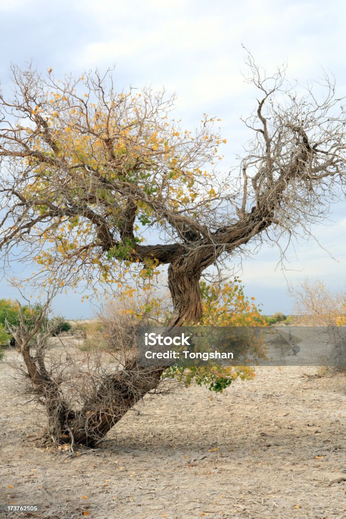 Pioppo Diversiform strisciante - Foto stock royalty-free di Albero