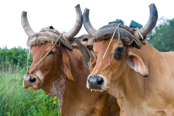 istock The Farm animal 173762555